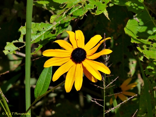 {Rudbeckia fulgida}